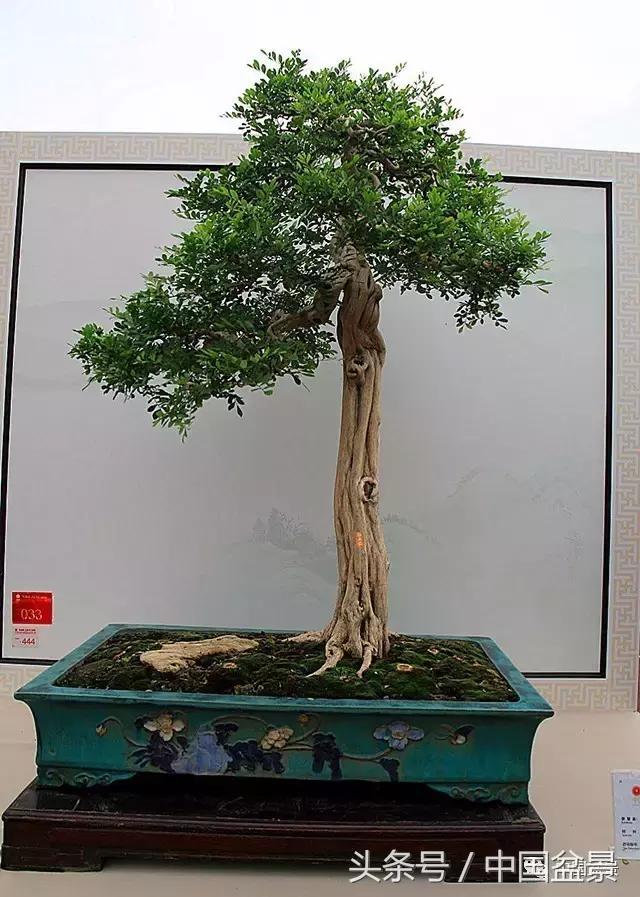 盆景收藏的前景,盆景收藏视频大全