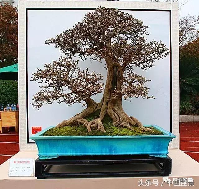 盆景收藏的前景,盆景收藏视频大全