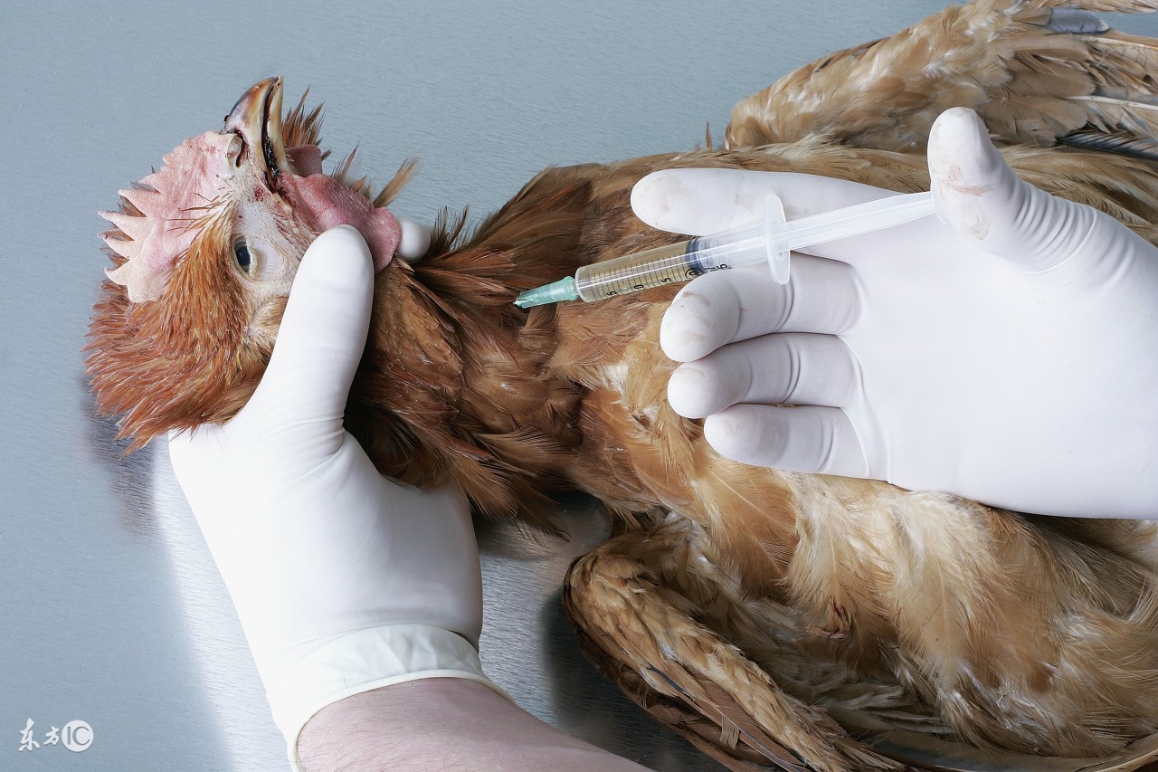 鸡舍湿度60可以吗,鸡舍湿度探头怎么调