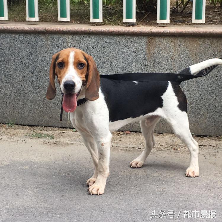 最萌宠物票选大赛,徐州宠物赛