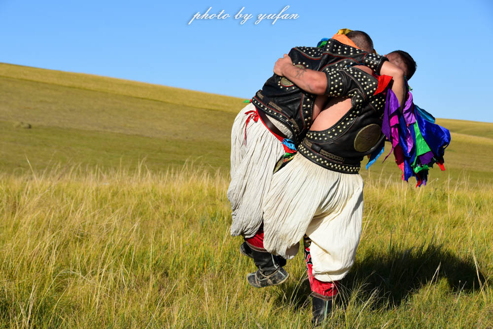 草原上的民间游戏，牛羊在吃草，牧民在搏克