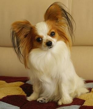 宠物狗买多少钱的合适养,狗的价格表宠物狗种类