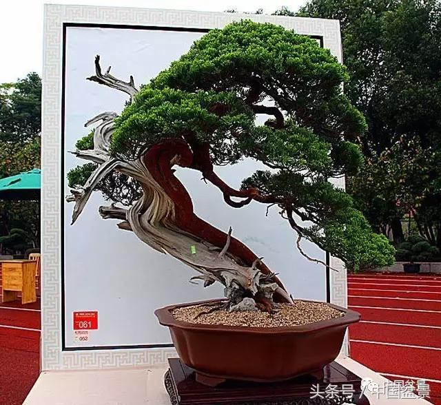 盆景收藏的前景,盆景收藏视频大全