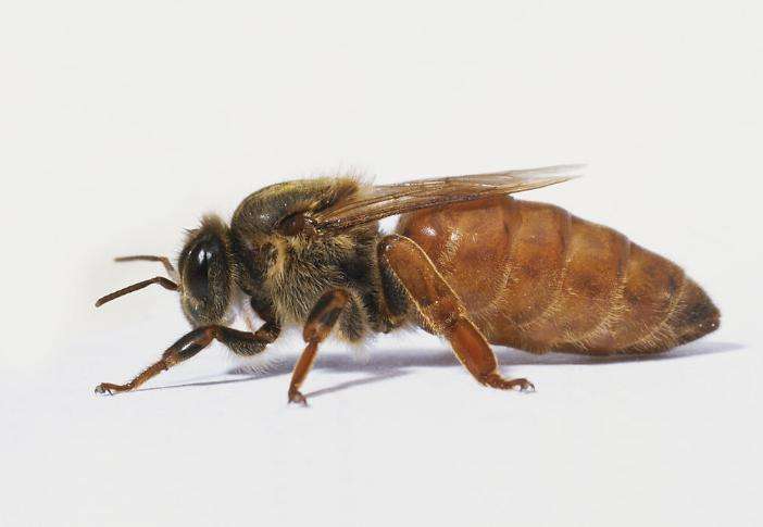 不死之虫超越水熊,不死之身的生物水熊虫和蝾螈