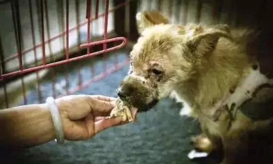 我们用镜头记录生活,记录流浪狗真实生活