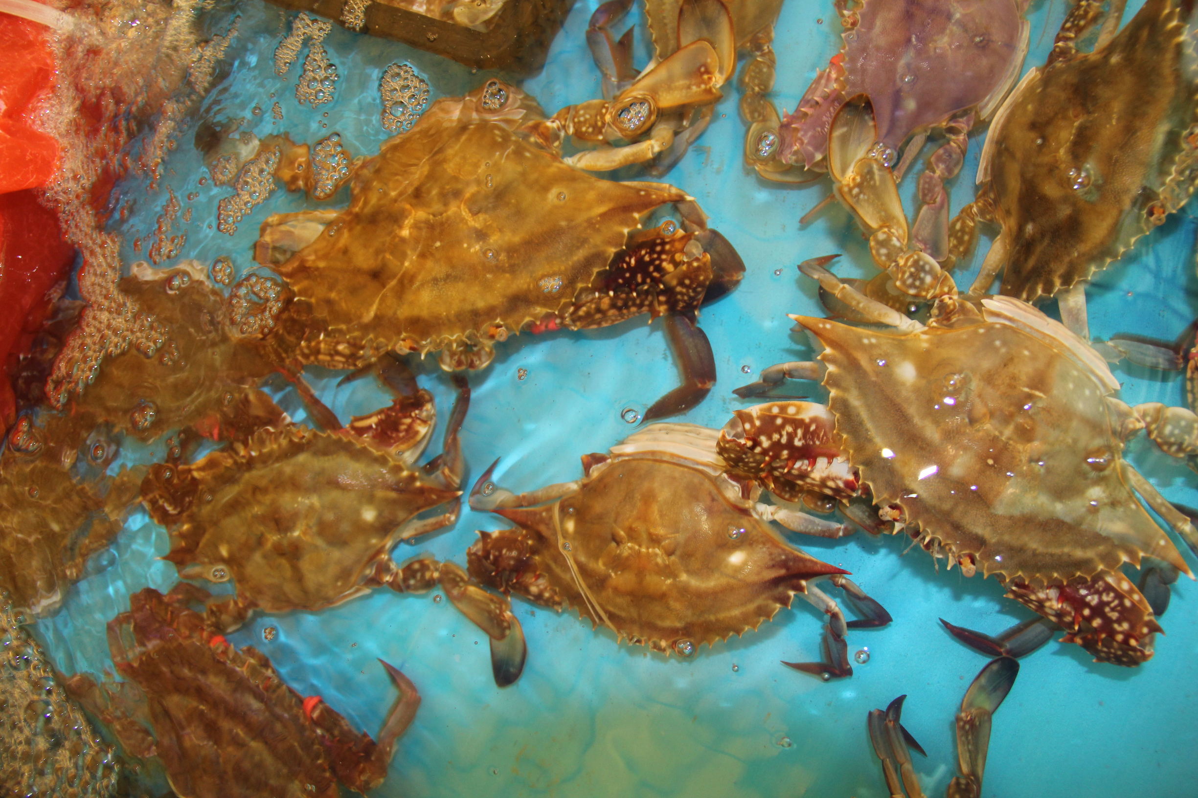 死螃蟹不能吃为什么冷冻的可以吃,冻螃蟹和死螃蟹能吃吗