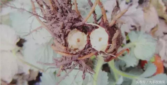 草莓的根腐病发病的温度是多少,草莓根腐病怎么治最见效