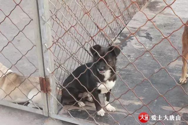 我们用镜头记录生活,记录流浪狗真实生活