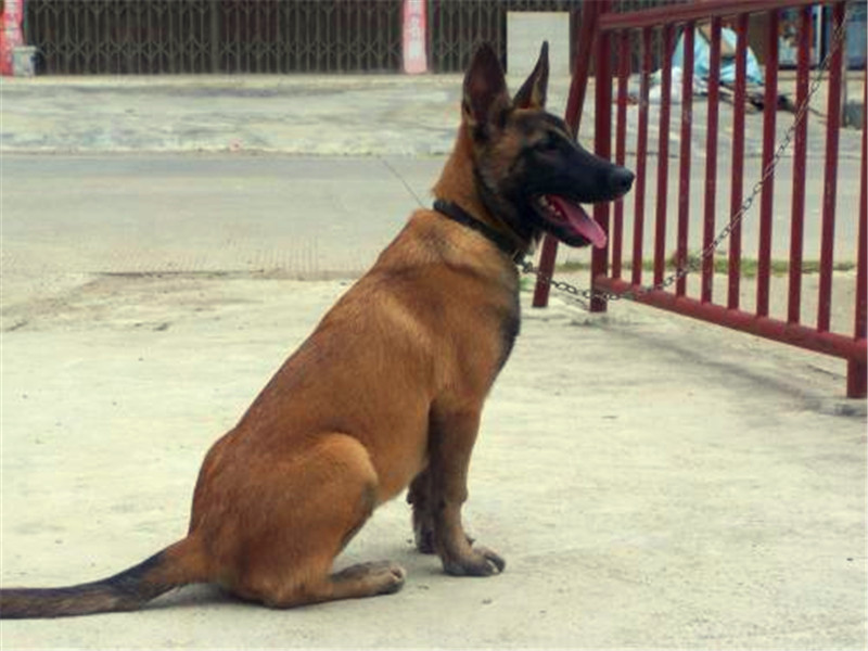 怎样制止马犬行为,马犬怎么激发凶性