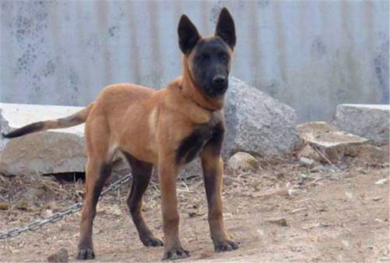 怎样制止马犬行为,马犬怎么激发凶性