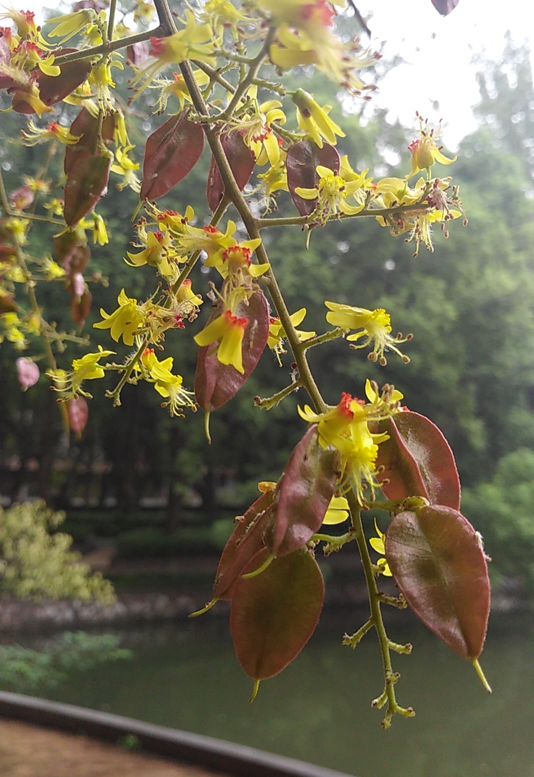 树顶长黄花的草药,山上开黄花的中草药