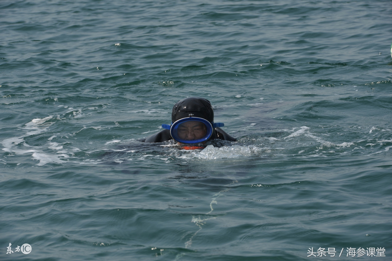 青岛韩国野生海参,纯野生海参韩国