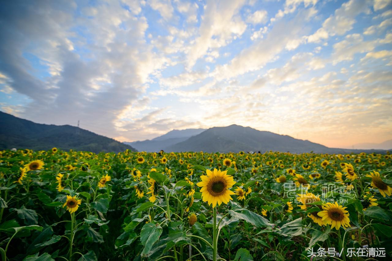 聚美金沙滩团购,聚美金沙滩门票收费吗