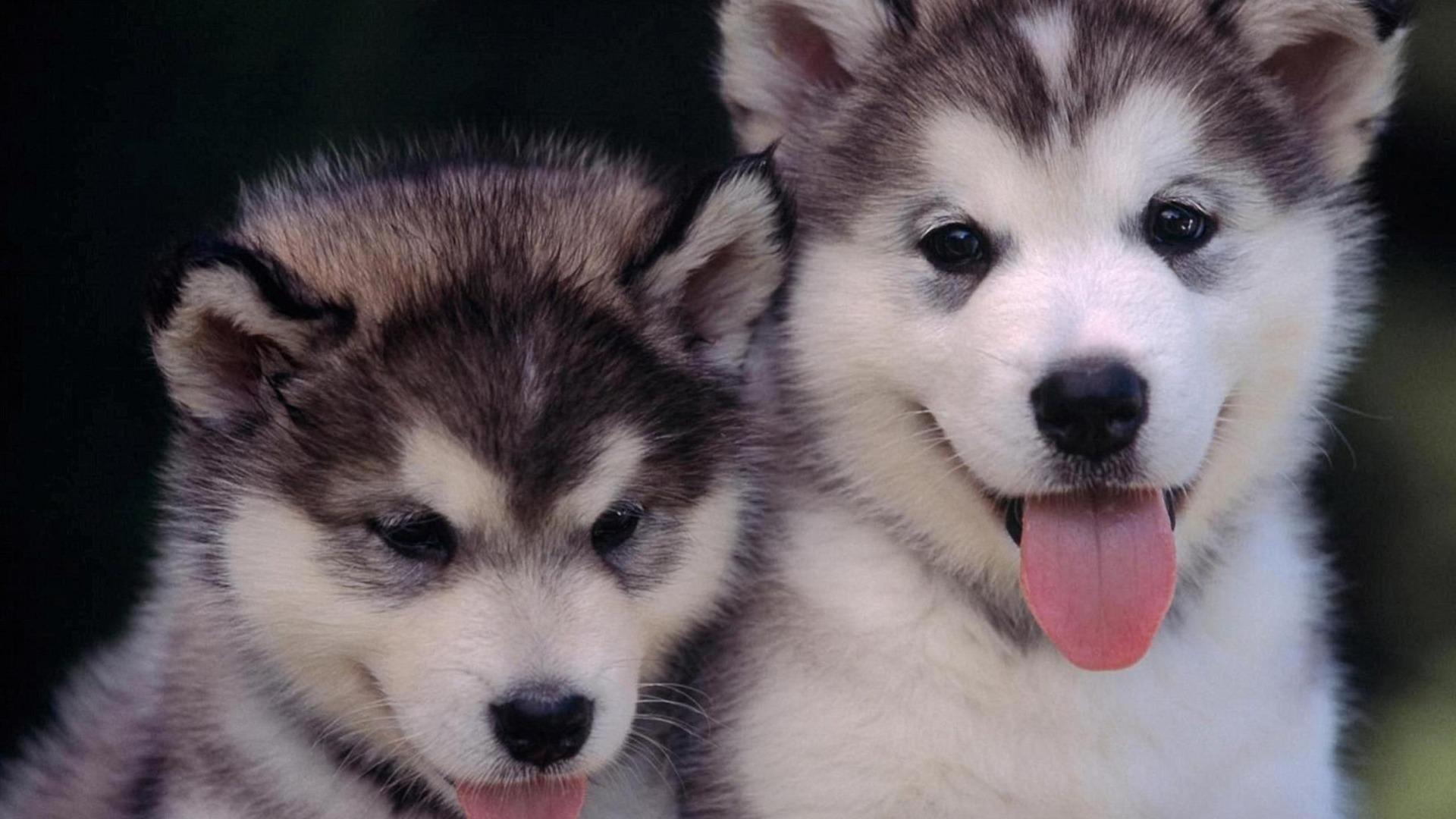 阿拉斯加犬叫什么名字比较好,世界名犬阿拉斯加