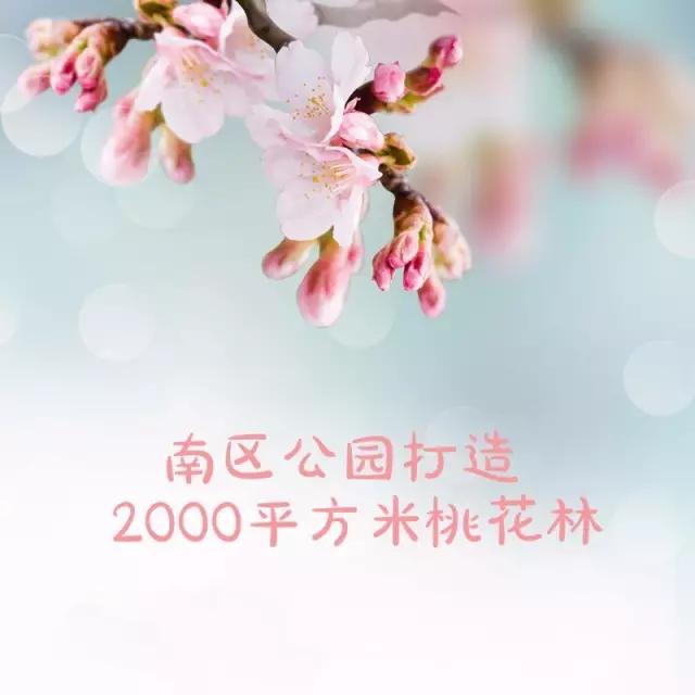 待到明年春来，许你千米桃花，番禺这里将打造2000平方米桃花林！