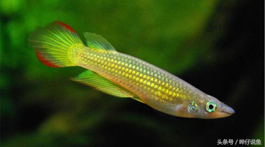 一条金龙鱼大概值多少人民币,一条金龙鱼上百万吗