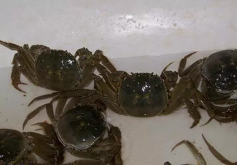 钓鱼有螃蟹闹窝怎么办,经历九九八十一难的人