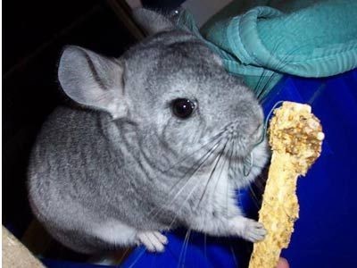 怎样养龙猫能尽快上手,如何正确方法养龙猫