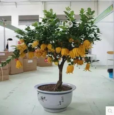 佛手柑果的栽培和管理,佛手柑管理方法