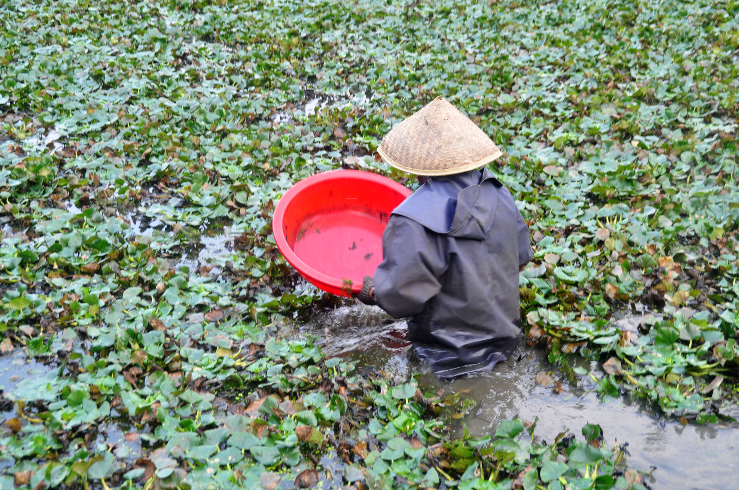 菱角采摘的过程,新鲜菱角开始采摘吃起来粉糯香甜