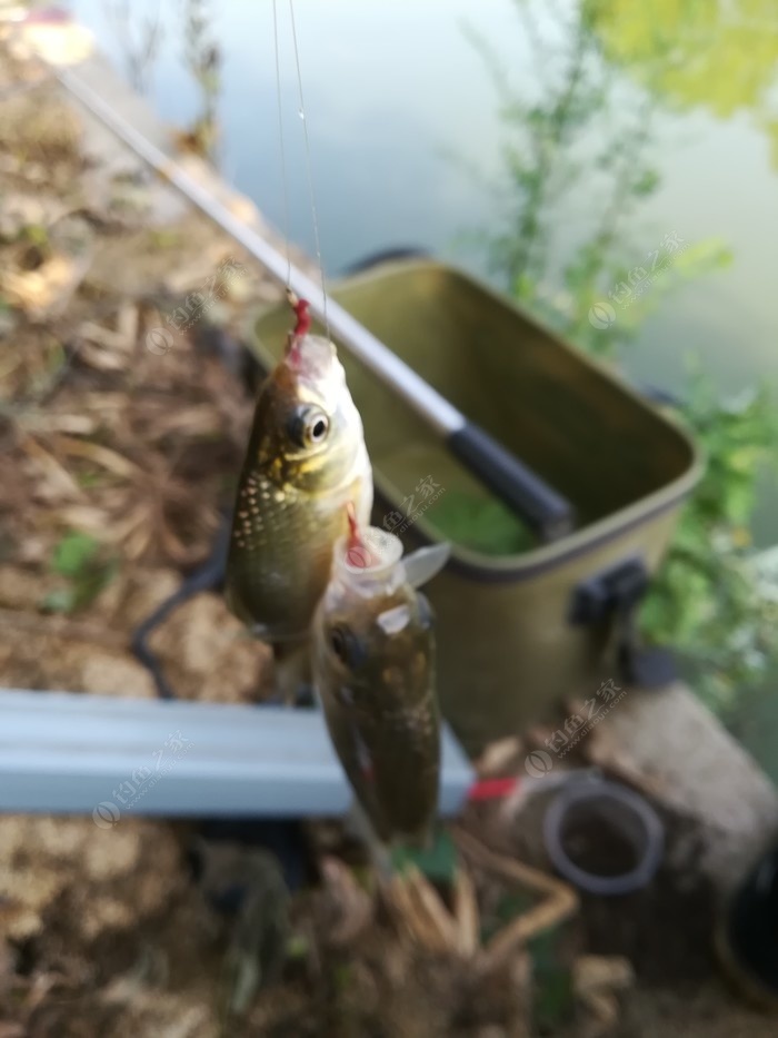 偶遇新物种，独战板鲫群