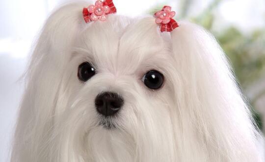 狗狗眼泪是褐色的啥原因,狗狗流眼泪泪痕严重怎么回事