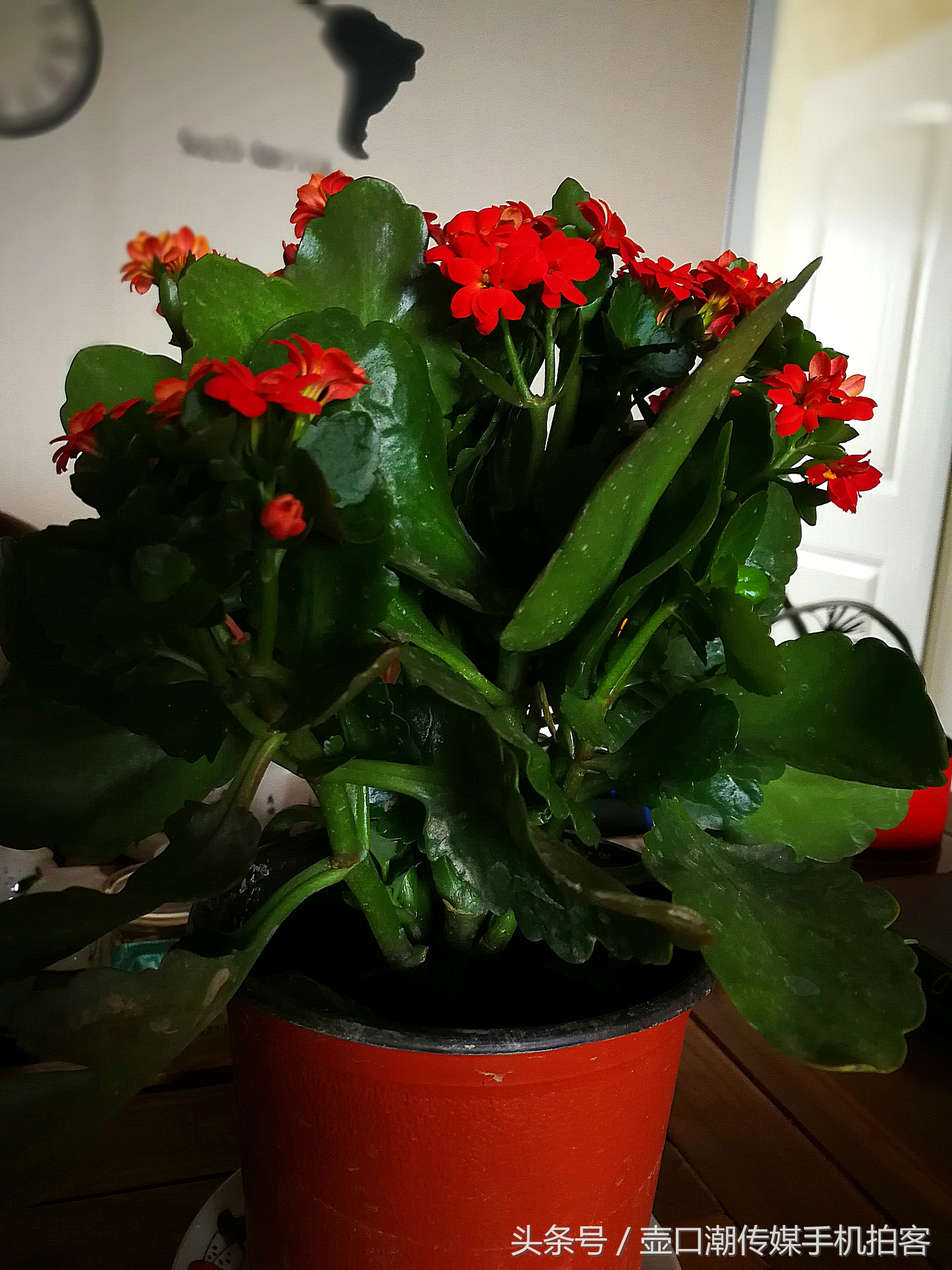 临汾:手机拍拍工作室的花~再好的装修也比不了和大自然和谐相处