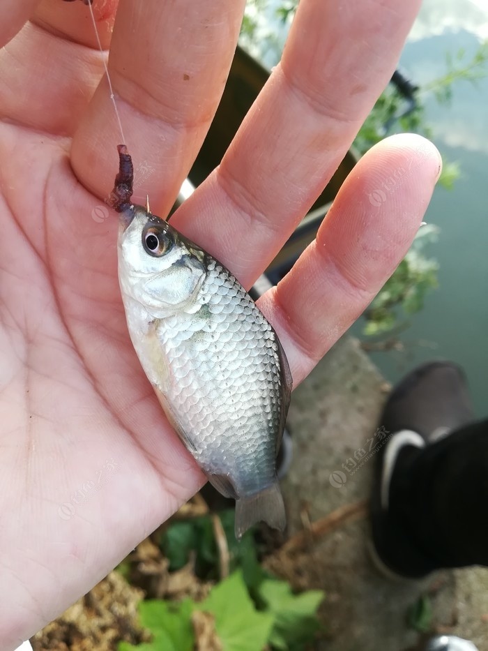 偶遇新物种，独战板鲫群