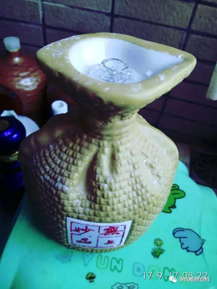 透明酒瓶种多肉怎么才好看,空酒瓶利用种多肉