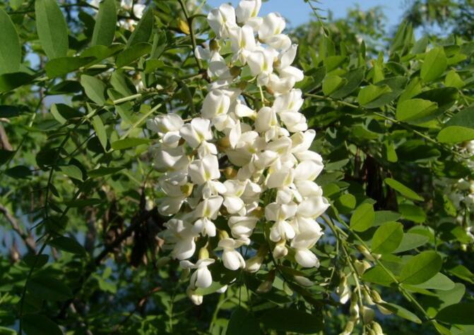 如何树立领导者的权威建议收藏,领导者的威信是如何树立的呢