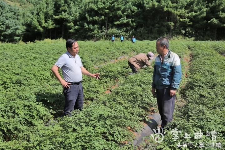 晏廷章：陡红山上种当归