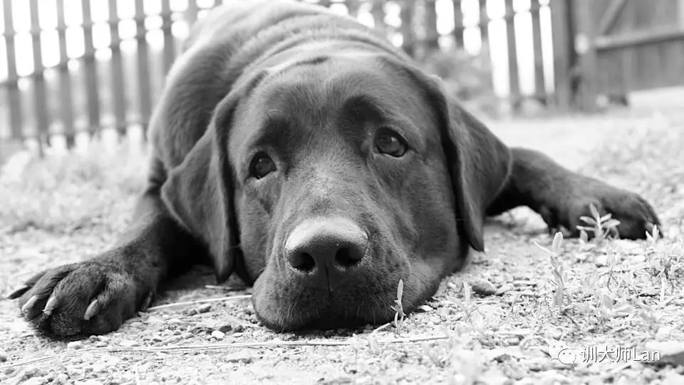 怎么训练不听话的狗狗,狗狗不听话怎么办小视频
