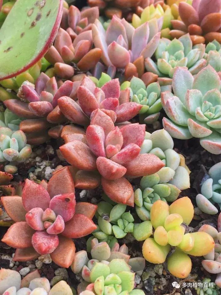 多肉吸收露水会长得更好吗,露养多肉有露水怎么办