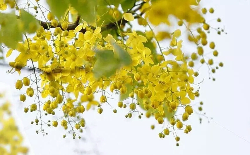 各国的国花有哪些,各国的国花及其象征意义