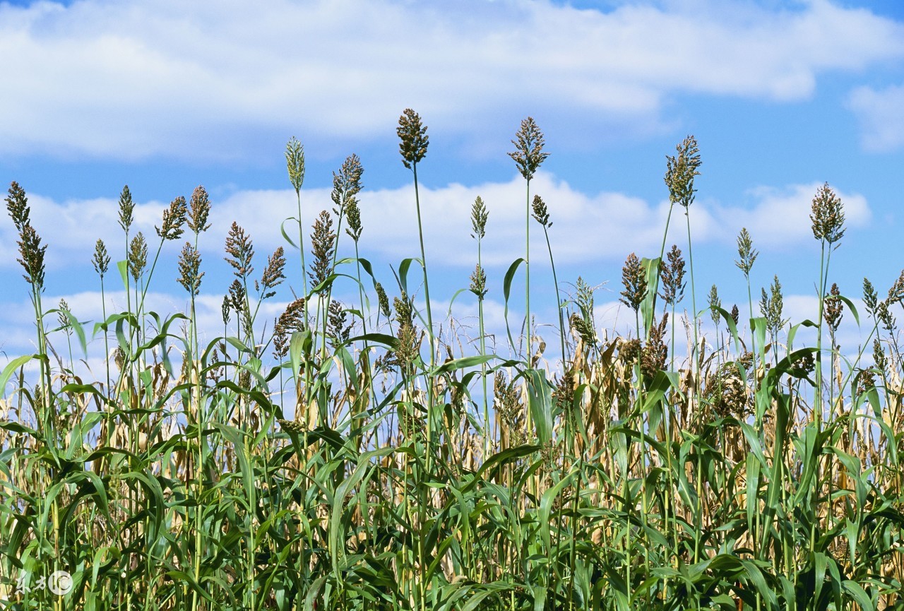 高粱怎么吃最有营养,高粱的营养价值及功效