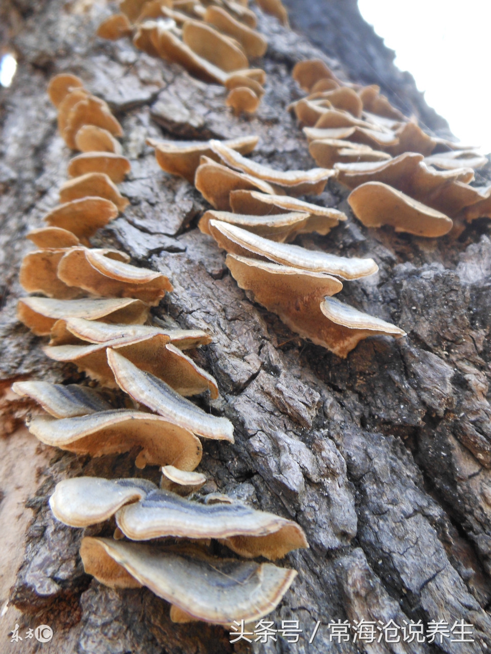 子宫肌瘤引起的痛经的中医治疗,中医痛经原因