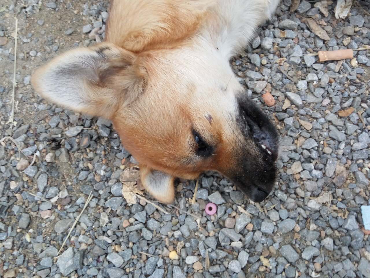 五岁的泰迪狗犬突然死了什么原因,泰迪狗突然尖叫随后死亡