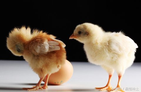 9月26日星期二天秤座,《*合六**》值日百事吉,生肖蛇—鸡—猪大吉利