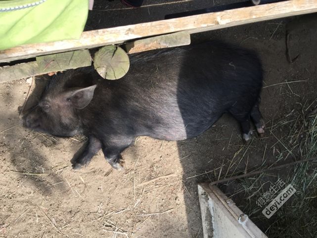 碉堡｜日本关西深度游最详细攻略！体验全日本最美的小渔村，吃嗨