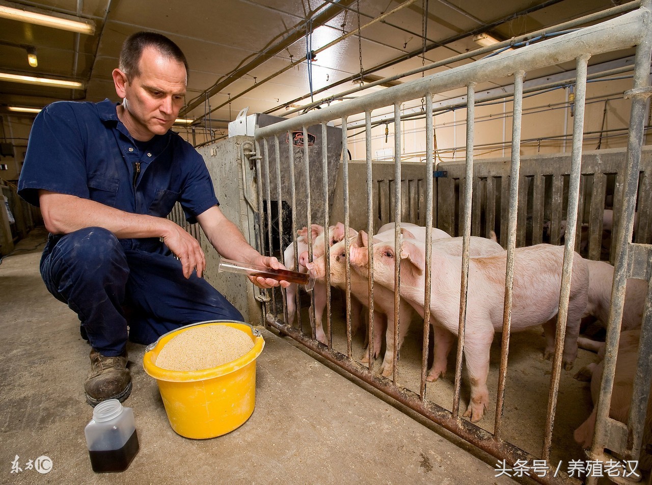 猪不吃食的原因和方法,猪38.5度不吃食是什么原因