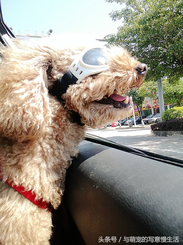 带上狗狗去旅行，“犬行天下”时带些什么装备好？