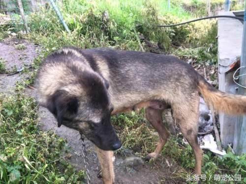 凉山犬出售直播,中华名猎犬