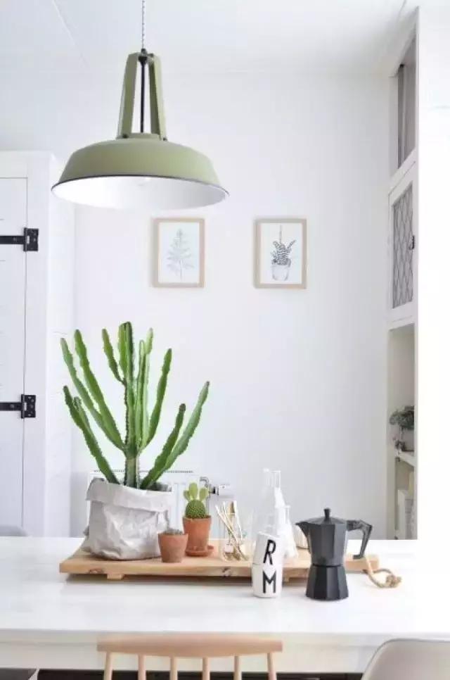 花卉摆放位置有讲究,风水上可以招财的花卉植物