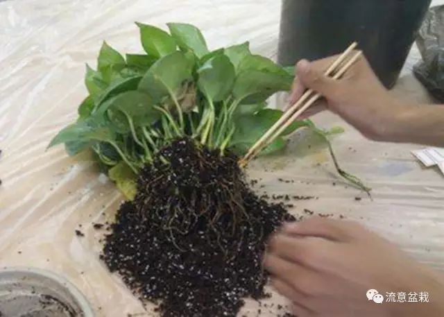 绿萝水培转土养应注意什么,绿萝水培转土培成功率最高的方法