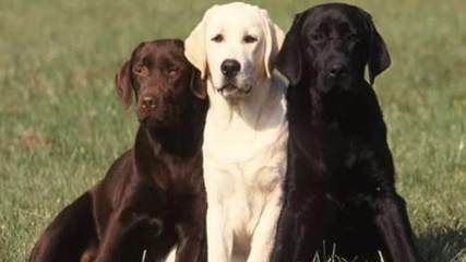 什么决定了狗狗的寿命长短,狗狗的寿命通常都在多少年