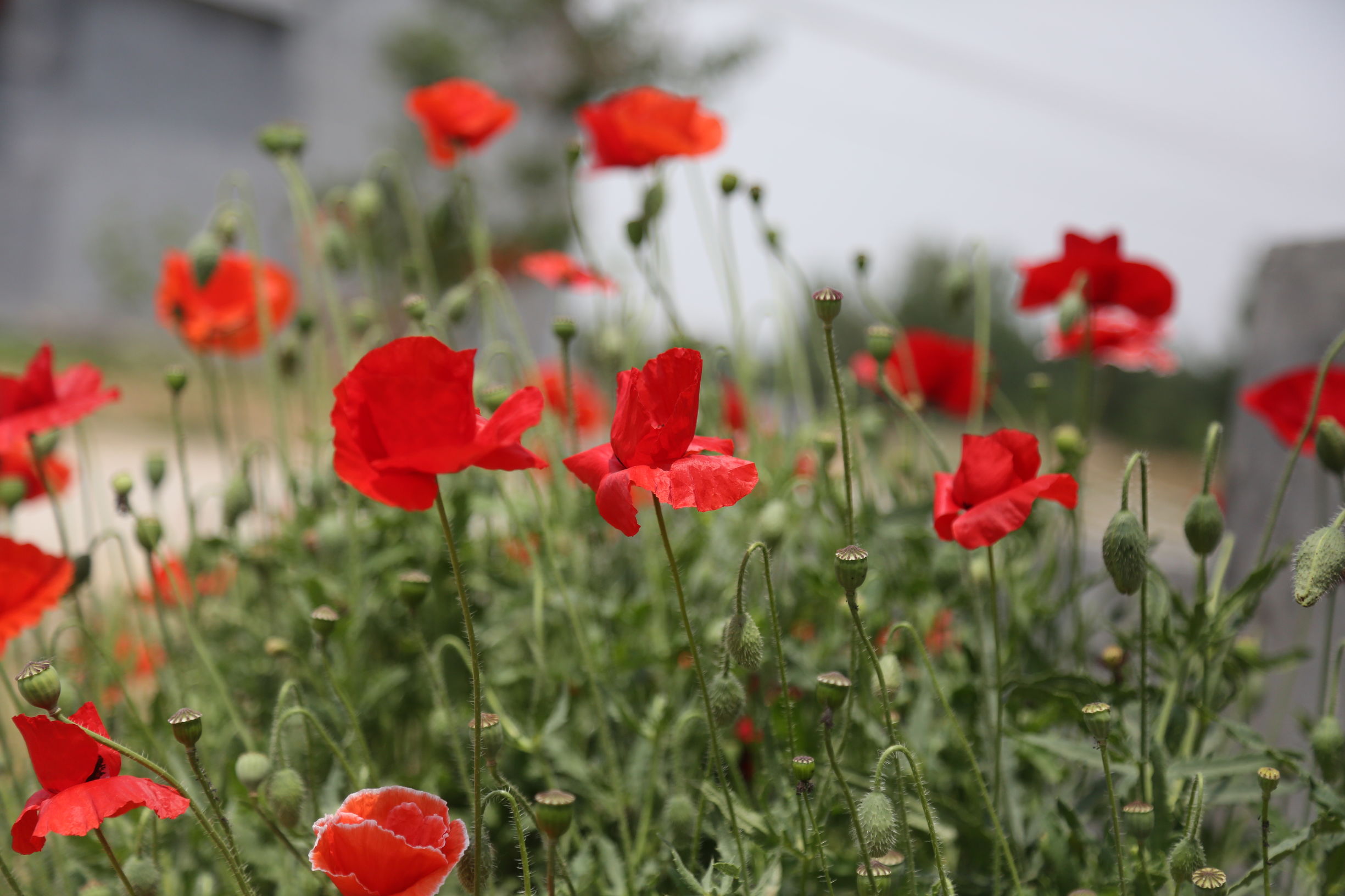 虞美人和罂粟花很像,粟花和虞美人的区别
