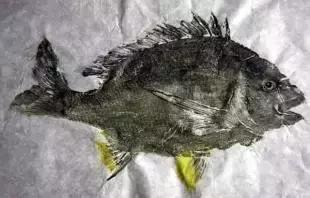 唯美鱼手绘画,唯美鱼手绘高级