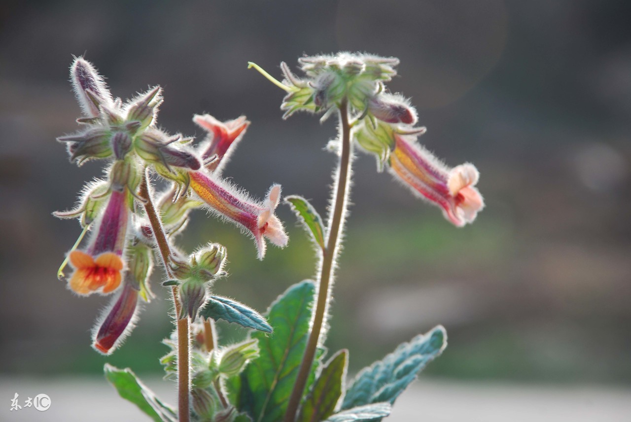 四物汤不要乱喝倪海厦,四物汤的功效与作用