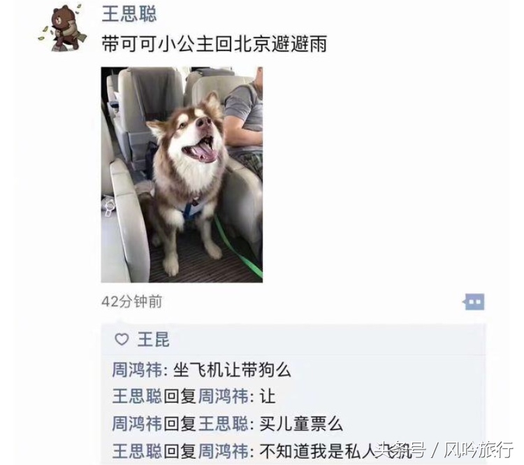 分享下我是怎么在泰国买到低价的纯种狗又把它带回国的经历