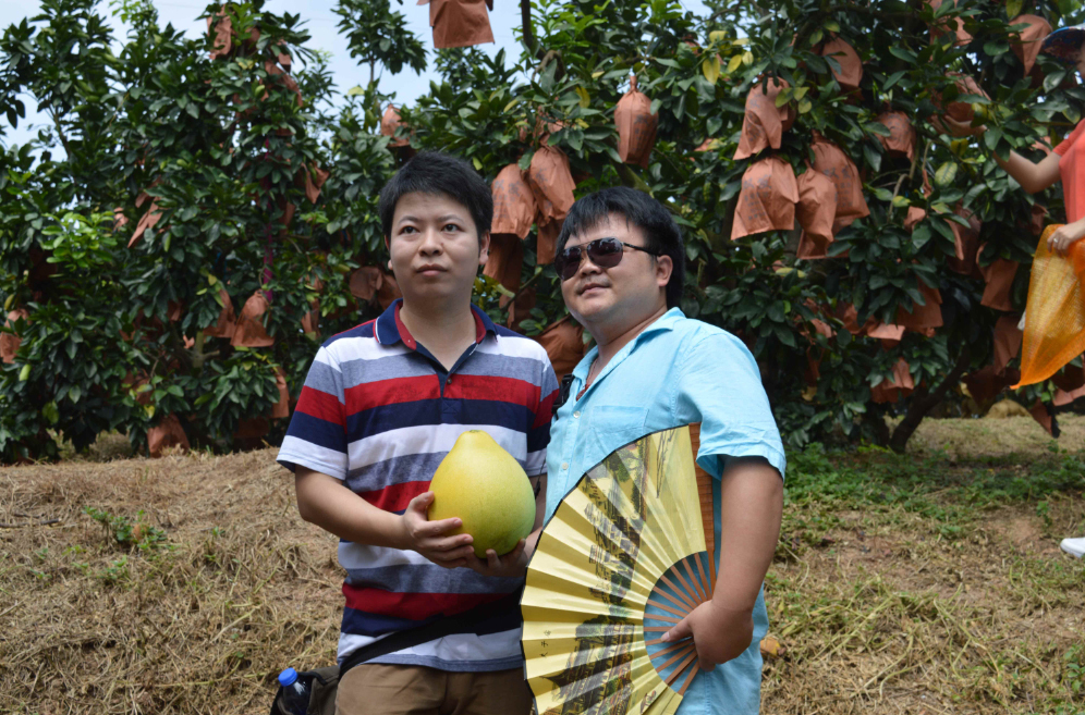 福建平和蜜柚熟啦,五寨乡蜜柚